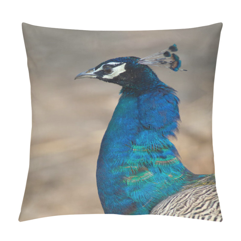 Personality  Male Indian Peafowl Pavo Cristatus. Gir Sanctuary. Gujarat. India. Pillow Covers