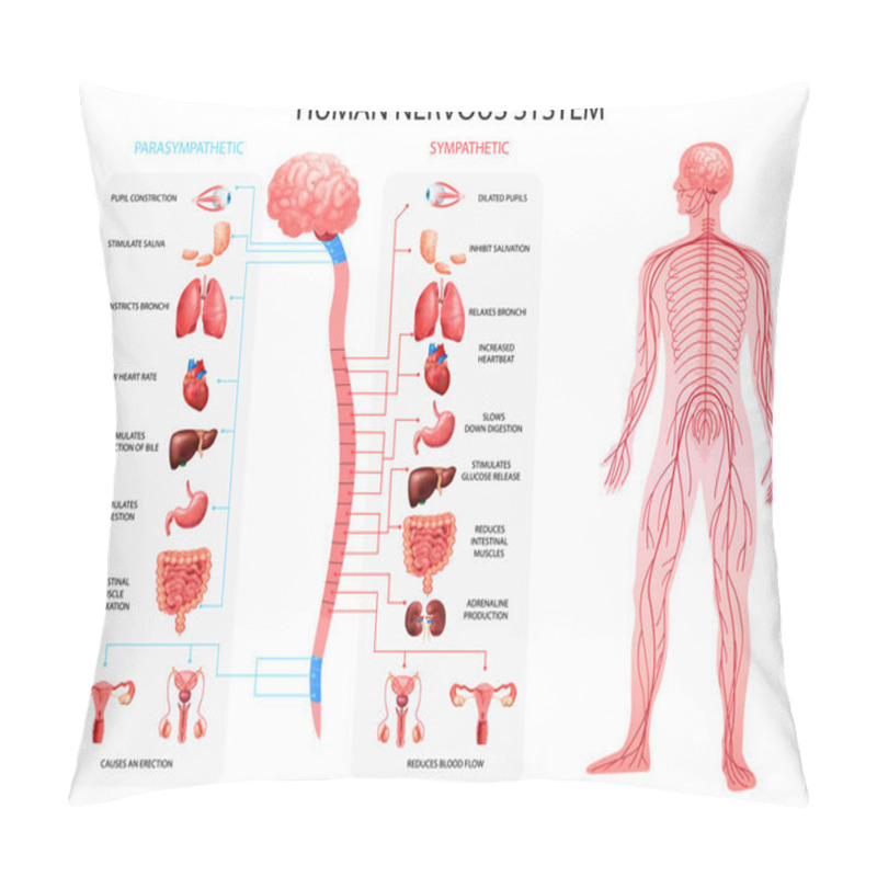 Personality  Nervous System Realistic Chart  Pillow Covers