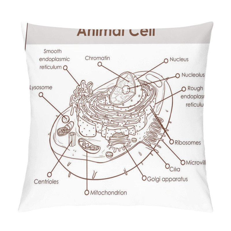 Personality  Animal Cell Anatomy Diagram Structure With All Parts Nucleus Smo Pillow Covers