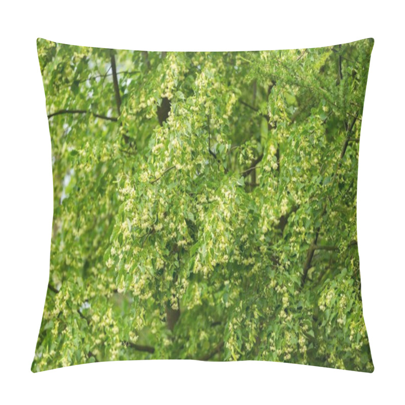 Personality  Blooming Branches Of Lime Tree (Tilia Cordata) Pillow Covers