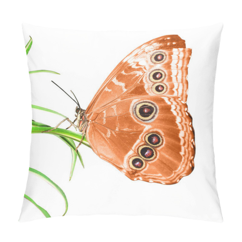 Personality  Beautiful Butterfly On A Green Leaf Pillow Covers