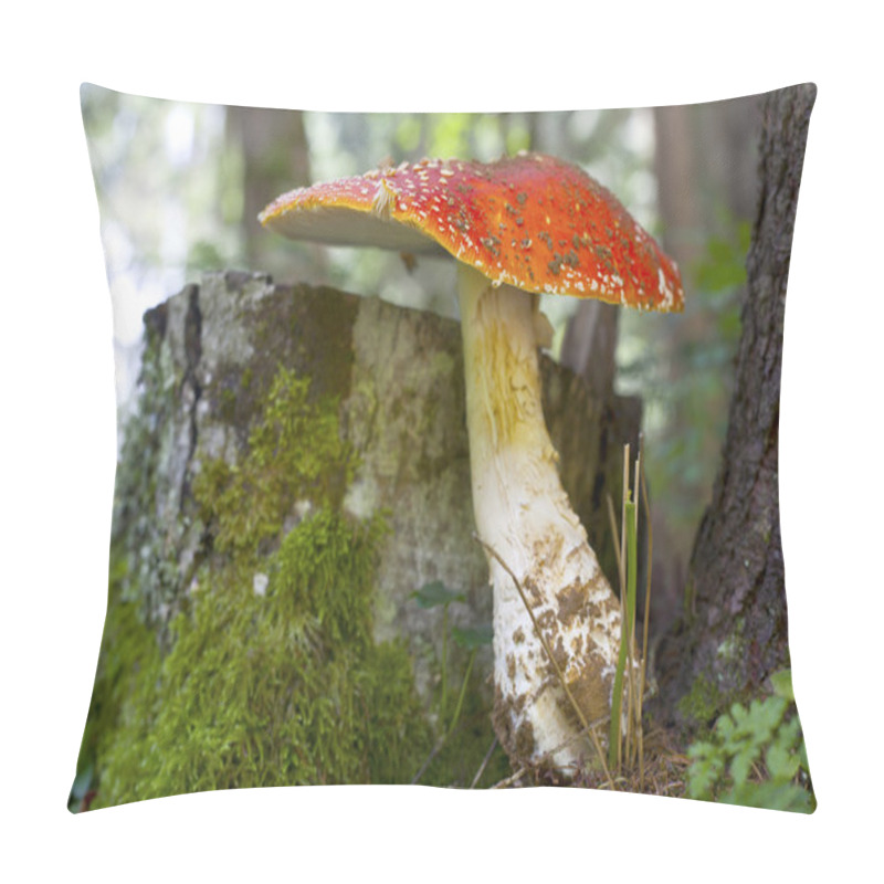 Personality  Toadstool In Forest Pillow Covers