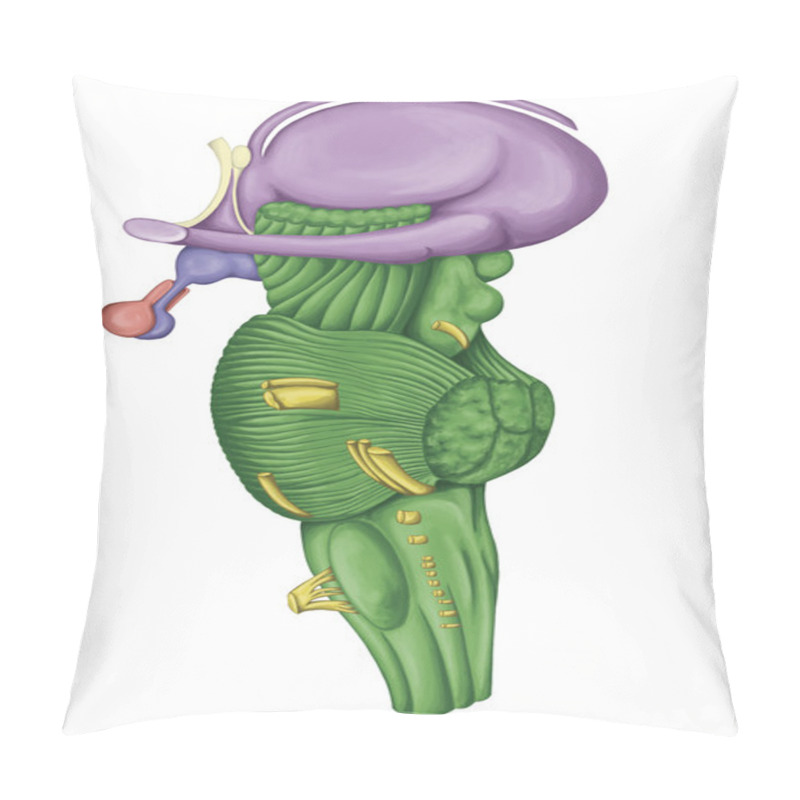 Personality  Brainstem, Brain Stem, Lateral View, Posterior Part Of The Brain, Adjoining And Structurally Continuous With The Spinal Cord, Motor And Sensory Innervation To The Face And Neck Via Thecranial Nerves Pillow Covers