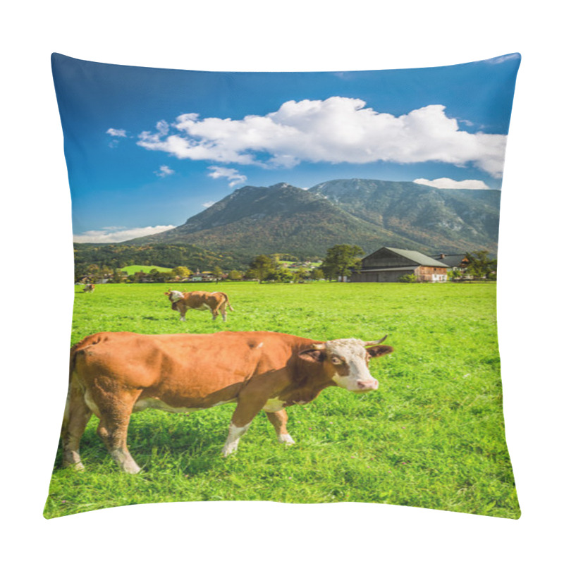 Personality  Grazed Cows On Pasture In The Alps Pillow Covers