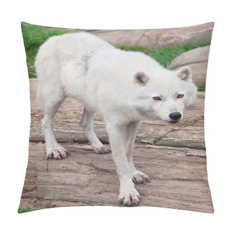 Personality  Arctic Wolf Standing On Rocks Pillow Covers