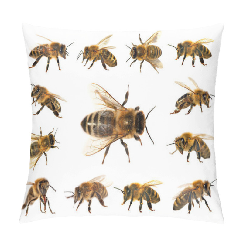 Personality  Group Of Bee Or Honeybee On White Background, Honey Bees Pillow Covers