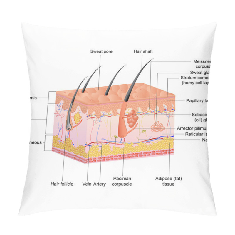 Personality  Hair Anatomy Pillow Covers