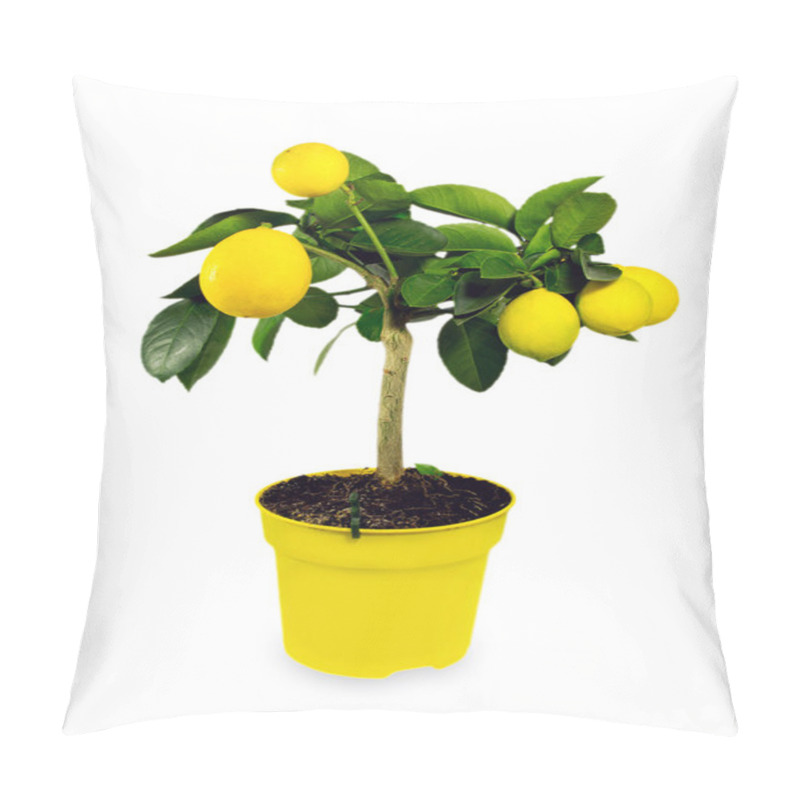 Personality  Lemon Tree.Isolated. Pillow Covers