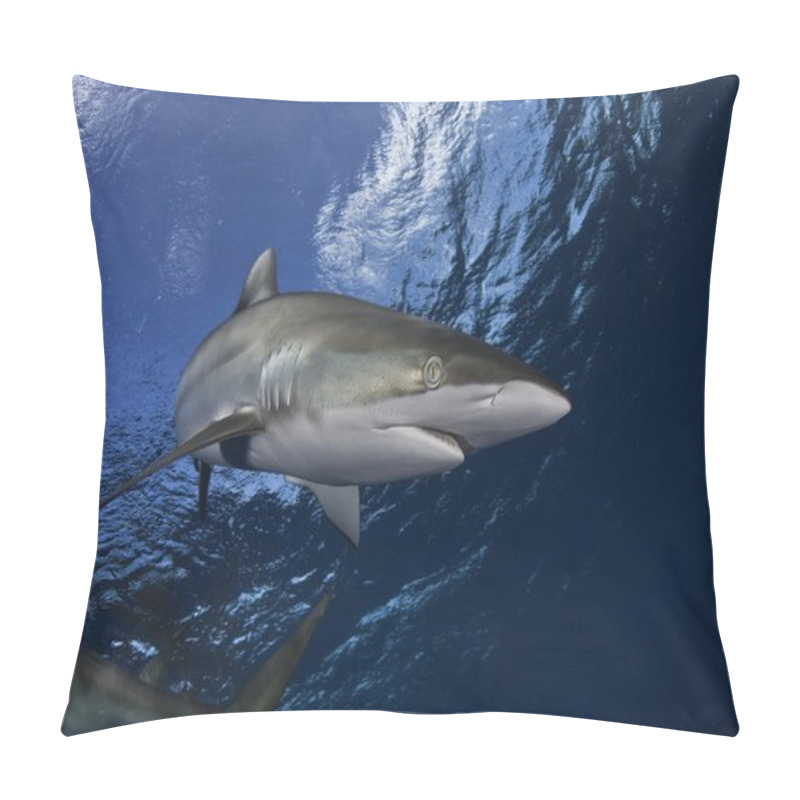 Personality  Dangerous Big Shark Diving Safari Wild  Sea Picture Pillow Covers