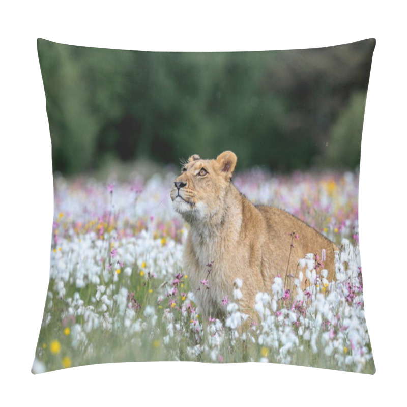 Personality  Close-up Portrait Of A Lioness Running  Across A Meadow Full Of White And Colorful Flowers Directly To The Camera. Impressionistic Scene Of The Top Predator In A Nature. Lion, Panthera Leo. Pillow Covers