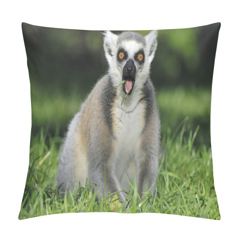 Personality  Surprised Ringtailed Lemur Gasping Pillow Covers