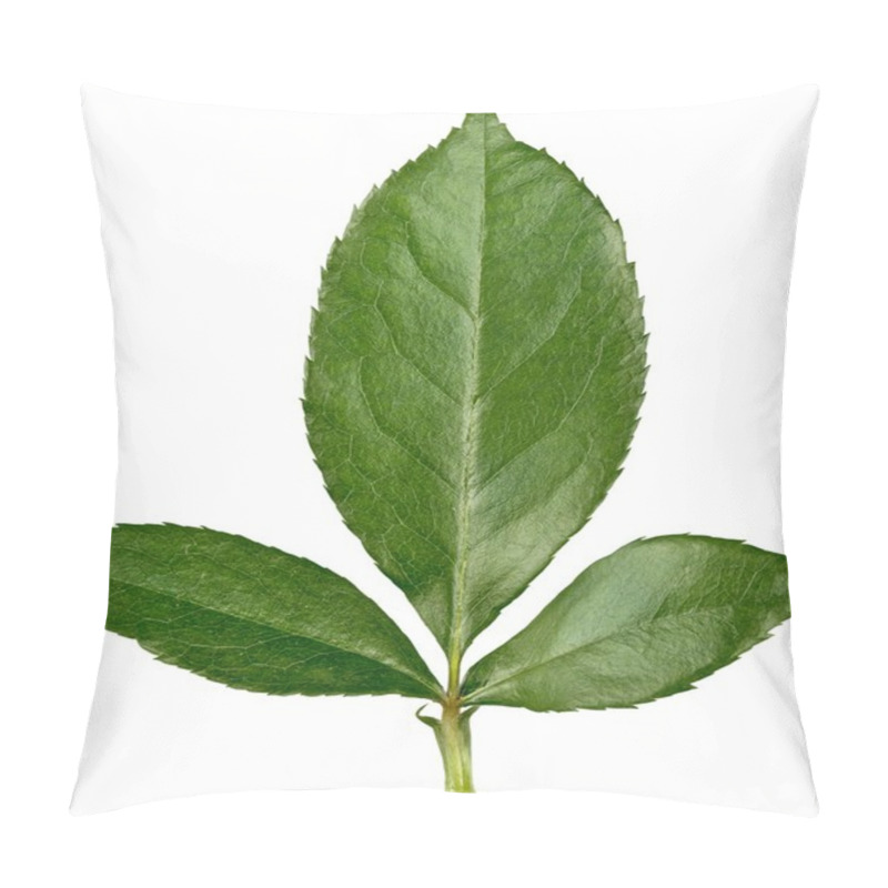 Personality  Green Rose Leaves Isolated  Pillow Covers