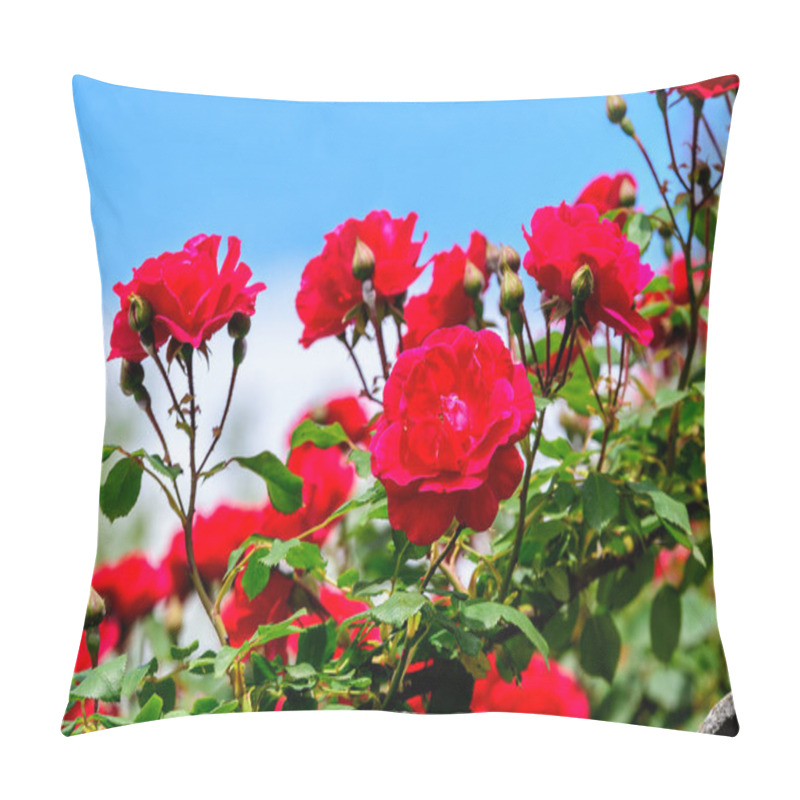 Personality  Bouquet Of Fresh Delicate Vivid Red Roses And Blurred Green Leaves In A Garden Towards Clear Blue Sky In A Sunny Summer Day, Beautiful Outdoor Floral Background Photographed With Soft Focus Pillow Covers