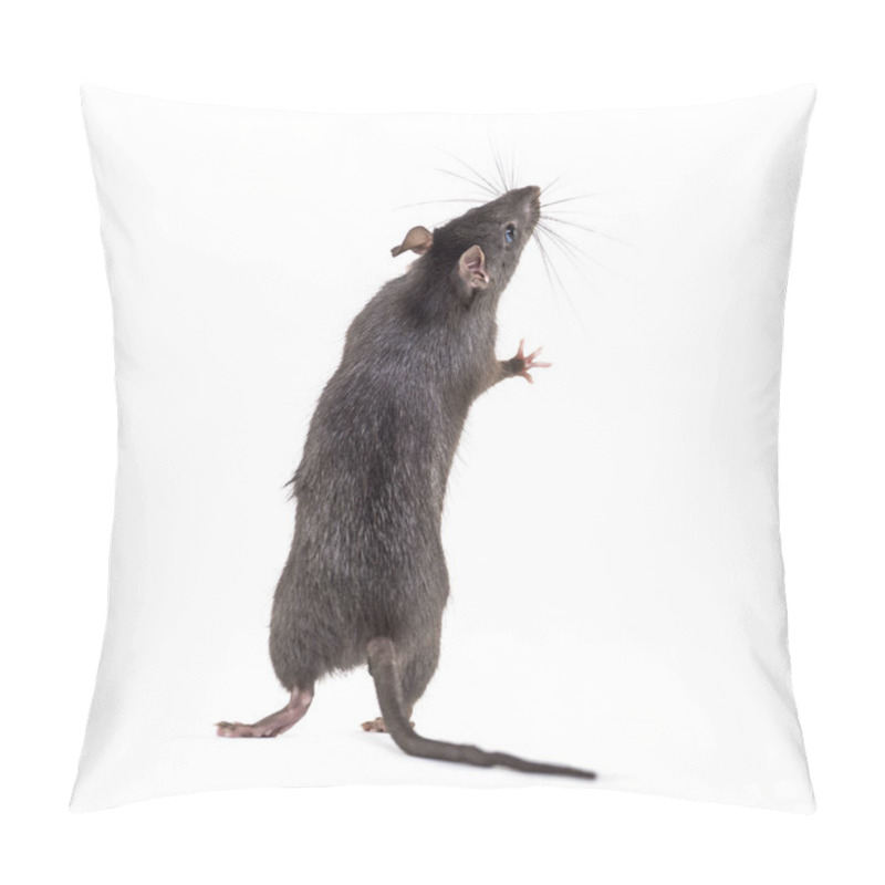 Personality  Black Rat, Rattus Rattus, In Front Of White Background Pillow Covers