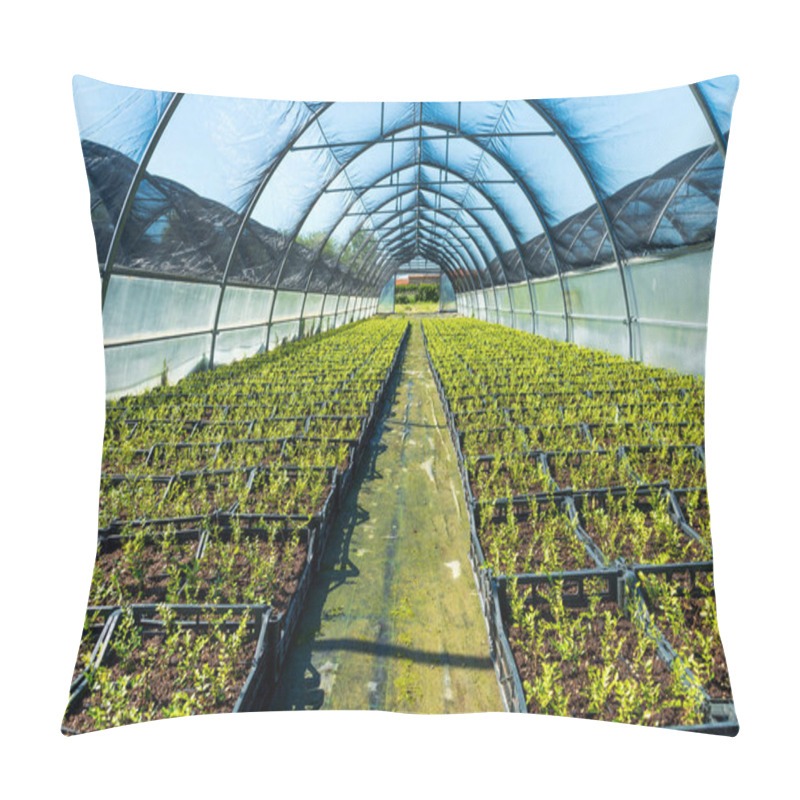 Personality  Perspective View Of Rows Of Verdant Plants Growing On Soil In Hothouse On Sunny Day Pillow Covers