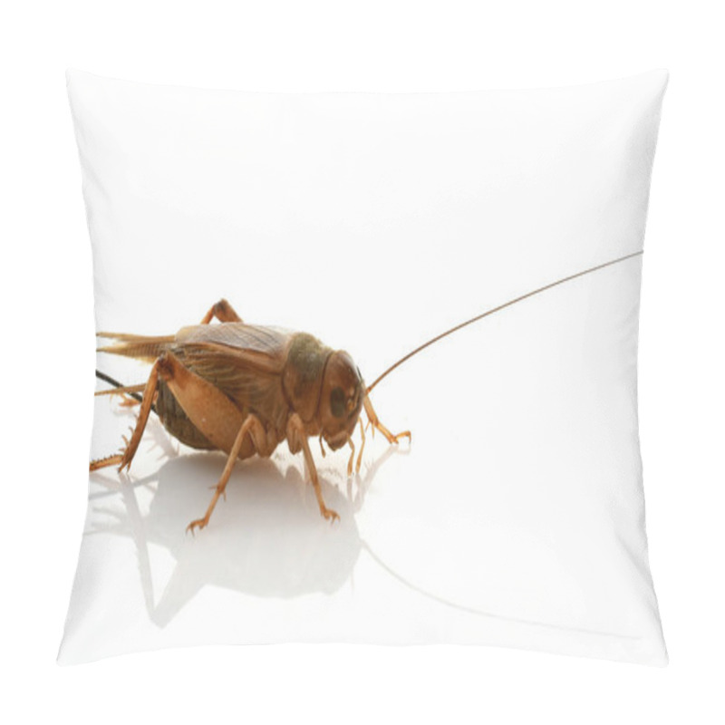 Personality  Cricket In Studio Pillow Covers