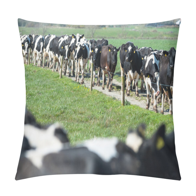 Personality  Herd Of Dairy Cows Pillow Covers