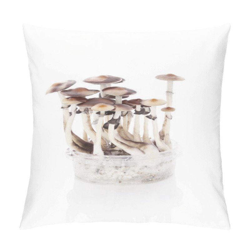 Personality  Magic Mushrooms Grow Kit Pillow Covers