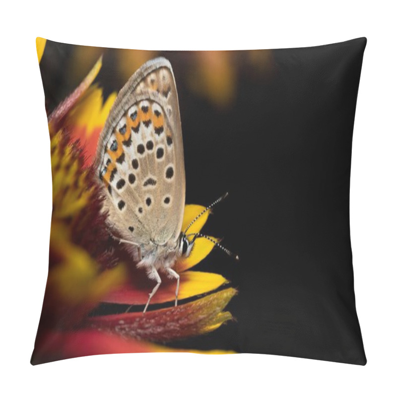 Personality  Beautiful Butterfly On A Yellow Red Flower Isolated On Black Background. High Quality Photo Pillow Covers