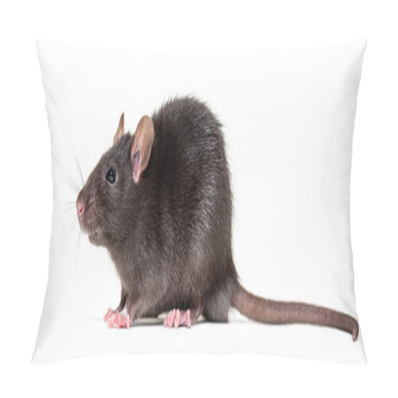 Personality  Black Rat, Rattus Rattus, In Front Of White Background Pillow Covers