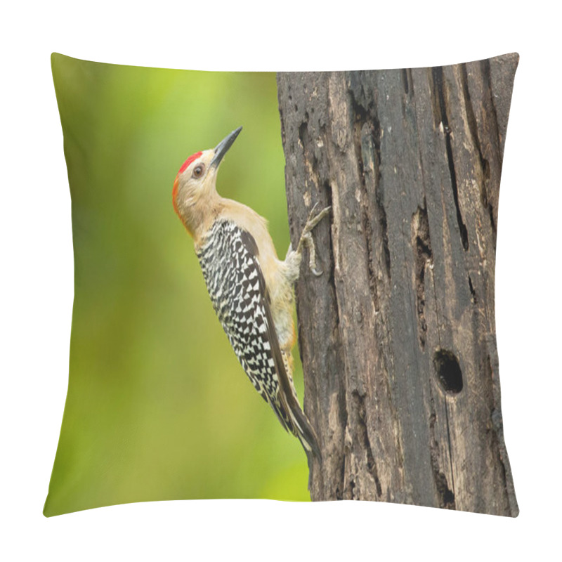 Personality  Hoffmann's Woodpecker (Melanerpes Hoffmannii) Is A Resident Breeding Bird From Southern Honduras South To Costa Rica. It Is A Common Species On The Pacific Slopes Pillow Covers