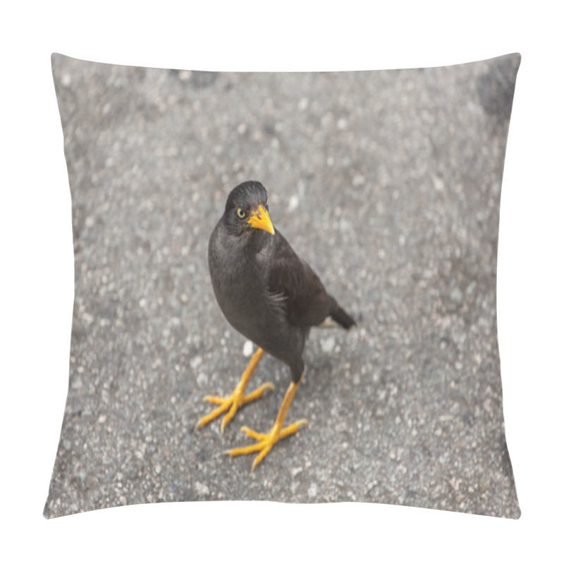 Personality  Common Myna (Acridotheres Tristis Tristis) Pillow Covers