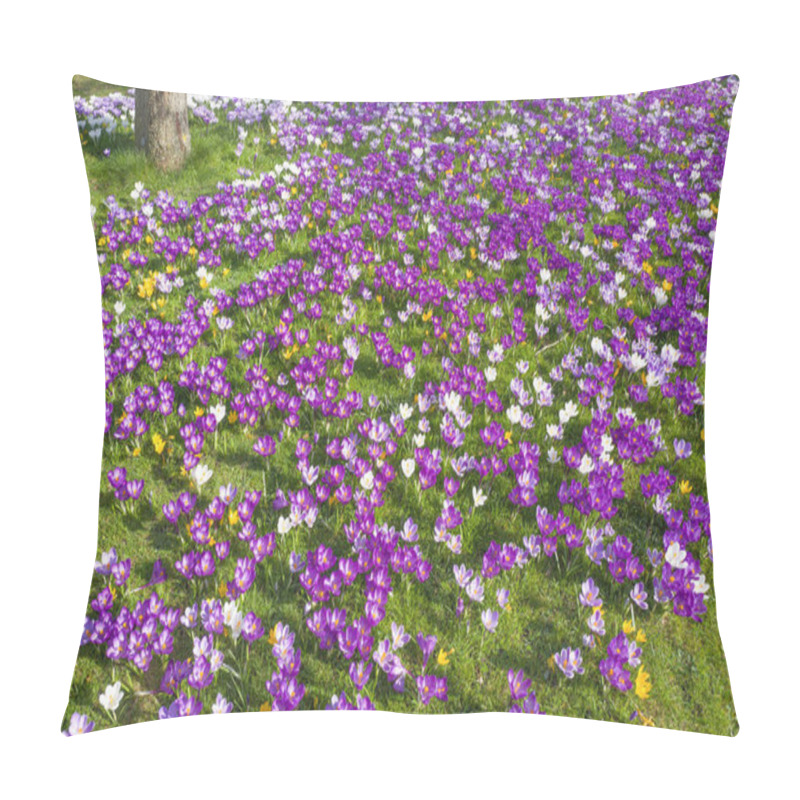 Personality  Crocuses Blooming In Wild Grass. Pillow Covers