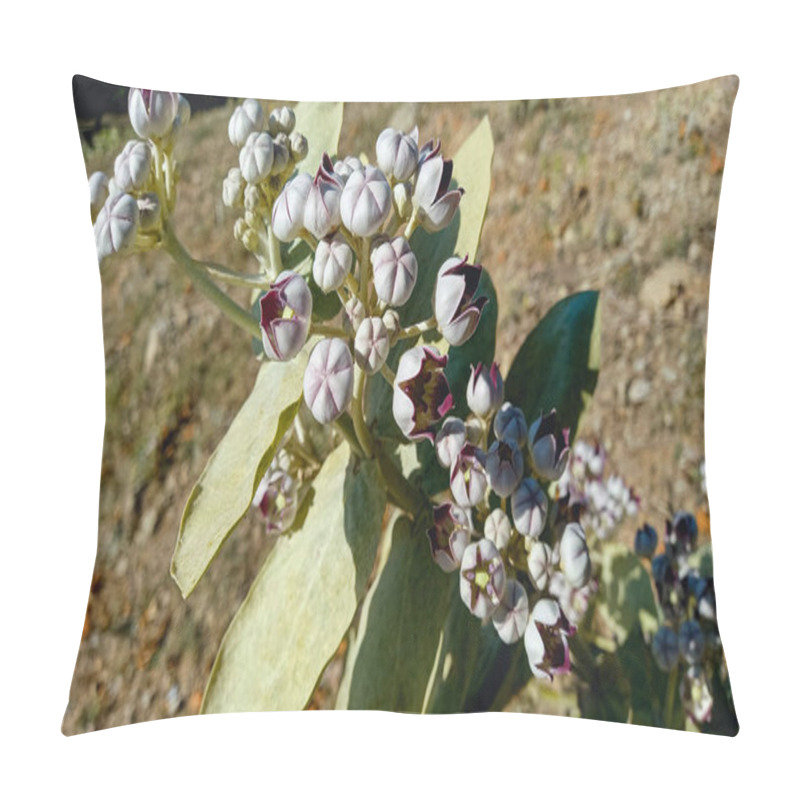 Personality  Calotropis Procera Sapling Plant, Apple Of Sodom, Aak, Madar, Or Giant Milkweed Plants And Flowers In A Hilly Or Mountain Area Pillow Covers