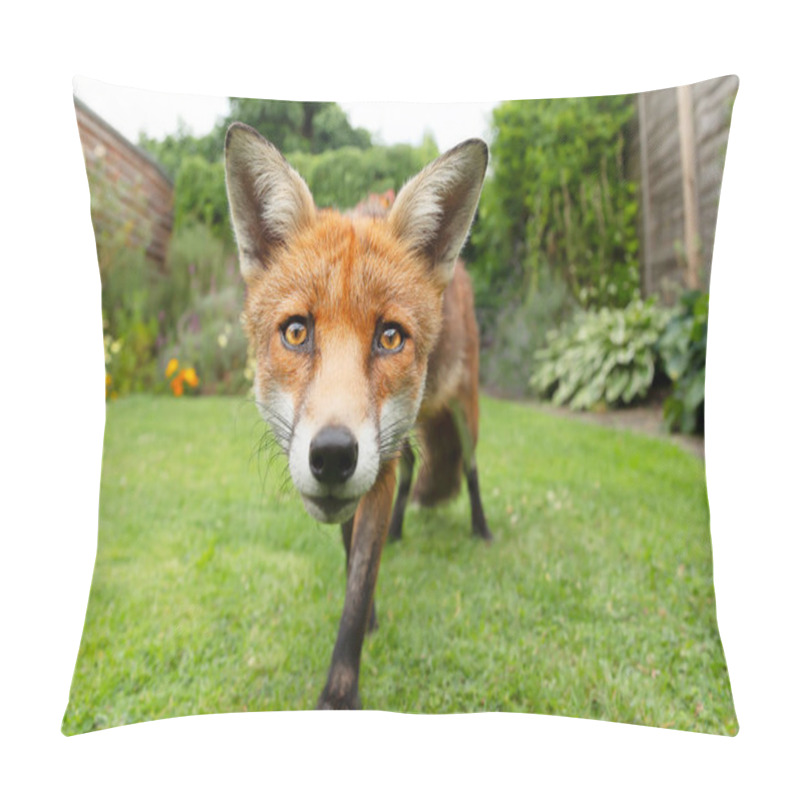 Personality  Close Up Of A Red Fox (Vulpes Vulpes) Standing In A Garden, United Kingdom. Pillow Covers