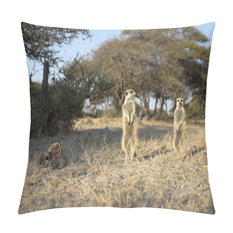 Personality  Family Of Cute Little Meerkats In Natural Habitat Pillow Covers