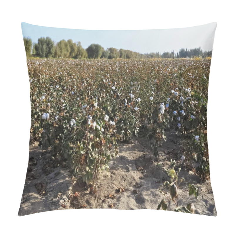 Personality  Cotton Field On The Qiemo-Cherchen-Qarqan Town Outskirts About To Be Harvested Showing White Cotton Fibers In Bolls Closed And Open Lined By Populus Alba Pyramidalis-white Poplar Trees. Xinjiang-China Pillow Covers