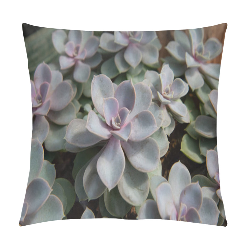 Personality  Echeveria Dusty Rose ,  Planted In A Pot In The Nursery. Pillow Covers