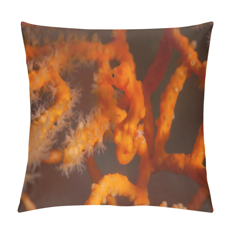 Personality  A Well-camouflaged Pygmy Seahorse, Hippocampus Denise, Clings To Its Host Gorgonian In The Philippines. This Area Is Within The Coral Triangle And Harbors Extraordinary Marine Biodiversity. Pillow Covers