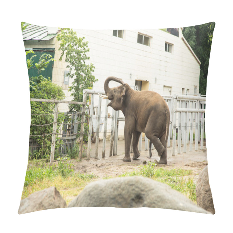 Personality  Elephant In Zoo Pillow Covers