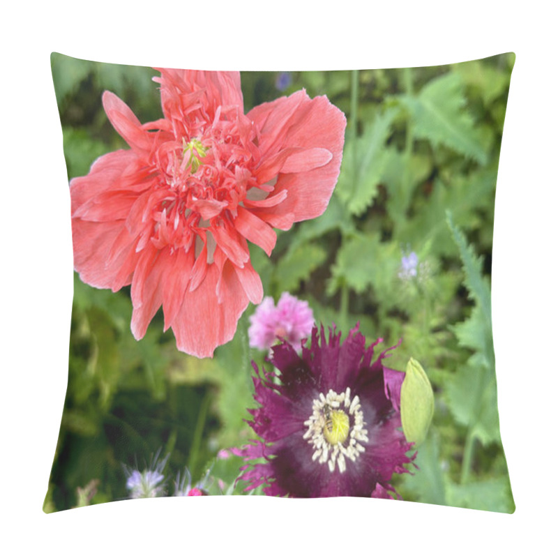 Personality  Vivid Pink And Burgundy Poppy Flowers In Focus. Vibrant Wildflower Garden Blooming In Lush Greenery. Jardin Du Rossignol. France Pillow Covers