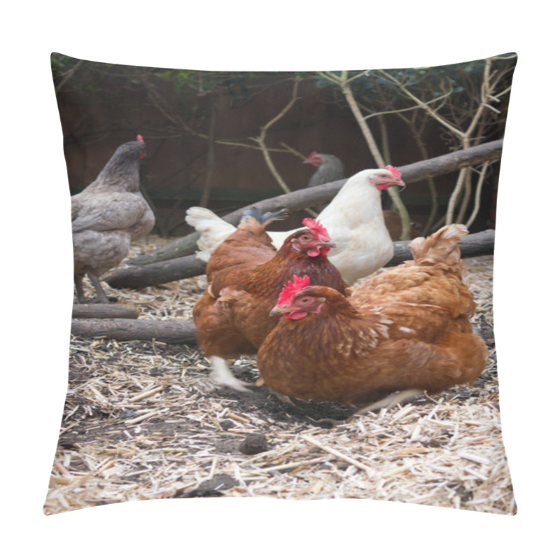 Personality  Pet Chickens In Their Run In An English Garden Next To Their Coo Pillow Covers