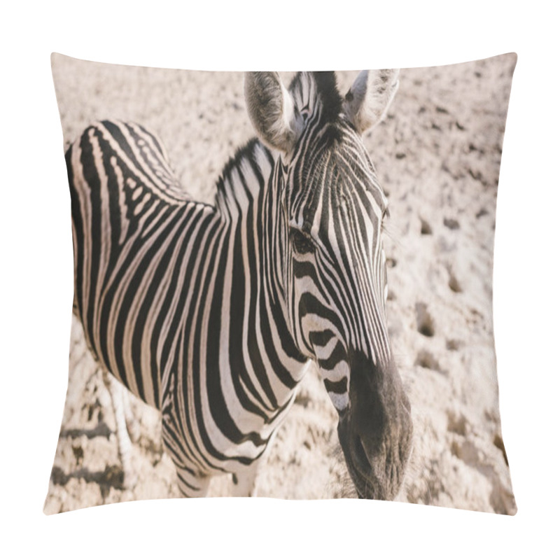 Personality  High Angle View Of Zebra Standing On Ground At Zoo  Pillow Covers