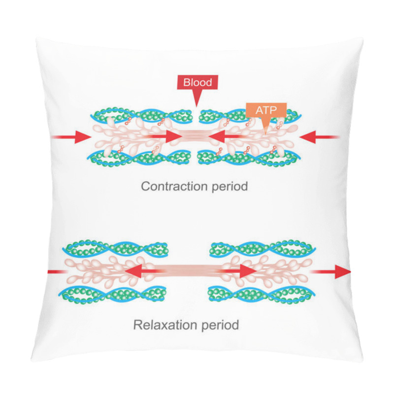 Personality  The Muscle Contraction As A Result Of Nerve Impulses Set Off A Biochemical Reaction That Causes Myosin To Stick To Actin. Human Body Infographic. Pillow Covers