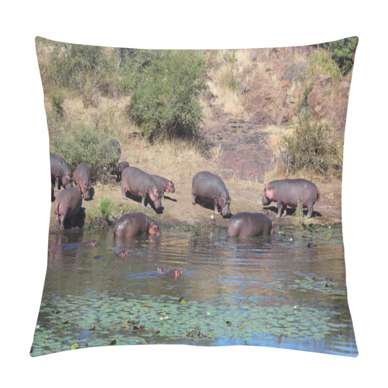 Personality  Flusspferd Am Sweni River / Hippopotamus At Sweni River / Hippopotamus Amphibius Pillow Covers