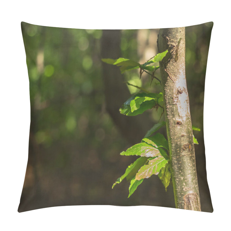 Personality  Detailed Close-up Photograph Showcasing A Beech Branch On A Tree Trunk In The Carpathian Mountains, Highlighting The Beauty Of Nature's Textures Pillow Covers