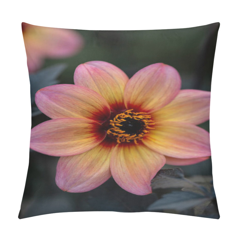 Personality  Peachy Pink Garden Dahlia With Dark Foliage In Soft Natural Light Pillow Covers