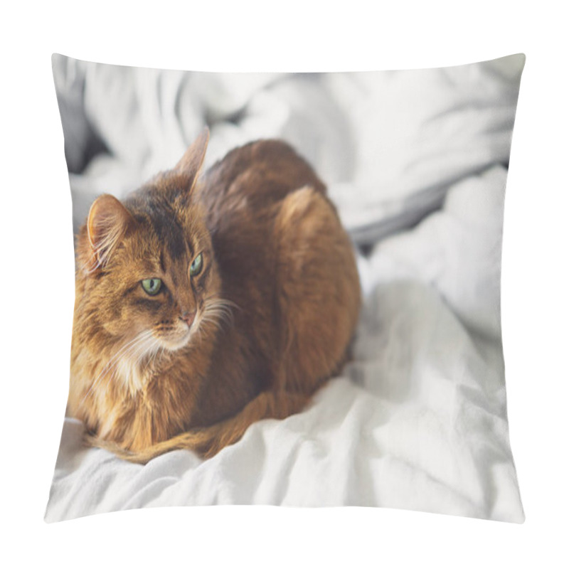 Personality  Domestic Cute Cat Lying In Bed Sheets Inside. Pillow Covers