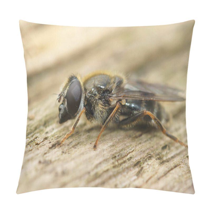 Personality  Detailed Closeup On The Small Houseleek Blacklet Hoverfly, Cheilosia Caerulescens Sitting On Wood Pillow Covers