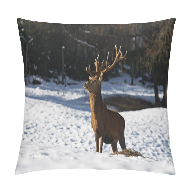 Personality  Photo Of Animal, Mammal Deer Pillow Covers