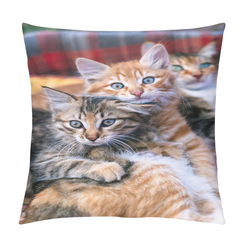 Personality  Two Kittens And Their Mother On A Blanket. Pillow Covers