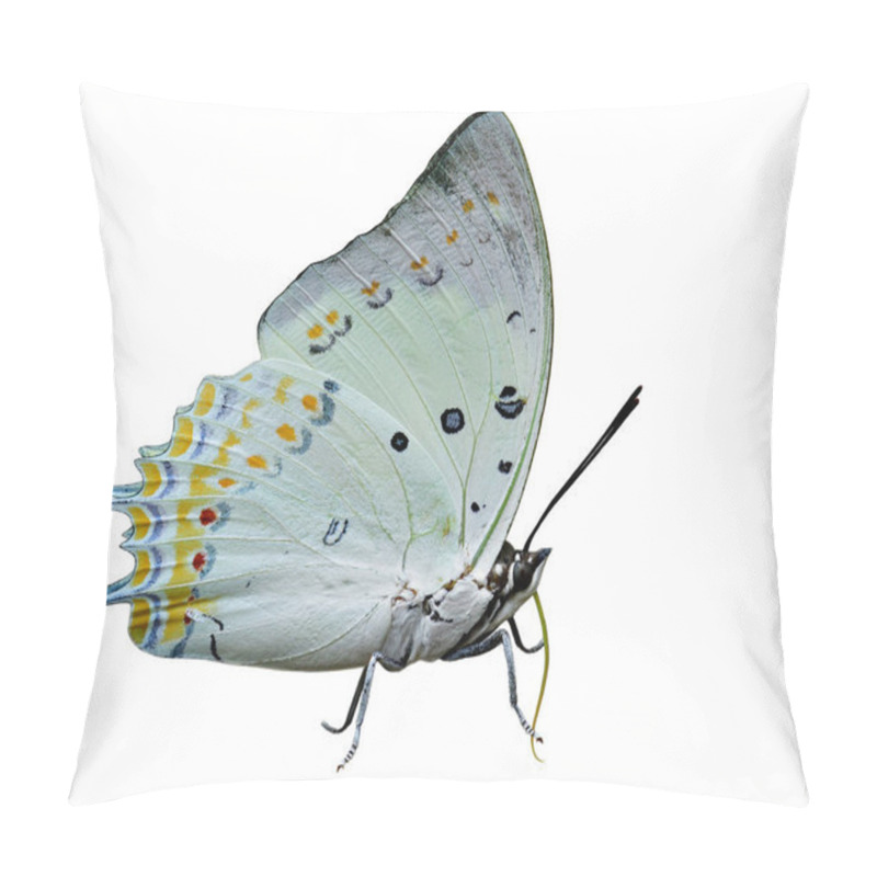 Personality  Beautiful Pale White Butterfly Decorated With Orange Diamond Spots With Details Of Wings Antenna Head Legs Isolated On White Background, Jewelled Nawab (Polyura Delphis) Pillow Covers