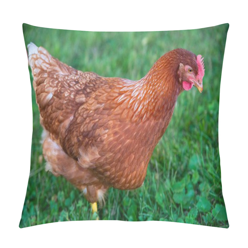 Personality  Closeup Of Beautiful Healthy Free Range Rhode Island Red Farm Chicken Hen In Green Grass, With Colorful Textured Feathers And Organic Farm Nature Background. No People, With Copy Space, Green Grass Pillow Covers