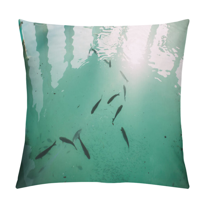 Personality  Top View Of Fish Swimming In Blue Mediterranean Sea  Pillow Covers