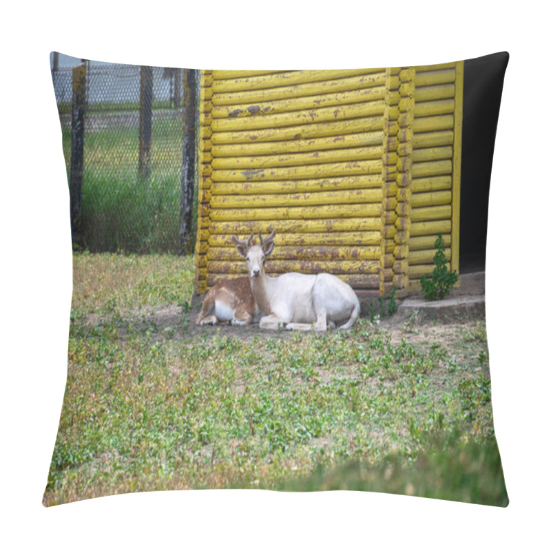 Personality  Two Antelopes Are Resting In The Shade Of A Wooden Building. Two Light Beige Antelopes, An Adult And A Cub, Are Lying In The Shade. There Is Green Grass In Front Of Them. Pillow Covers