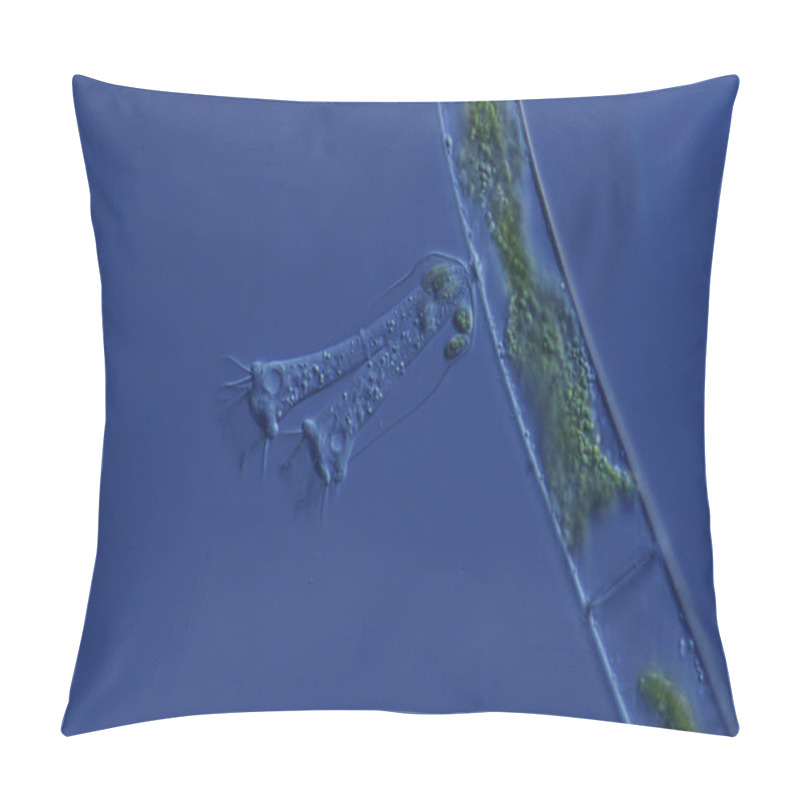 Personality  Ciliates Swim In The Water Foraging Pillow Covers